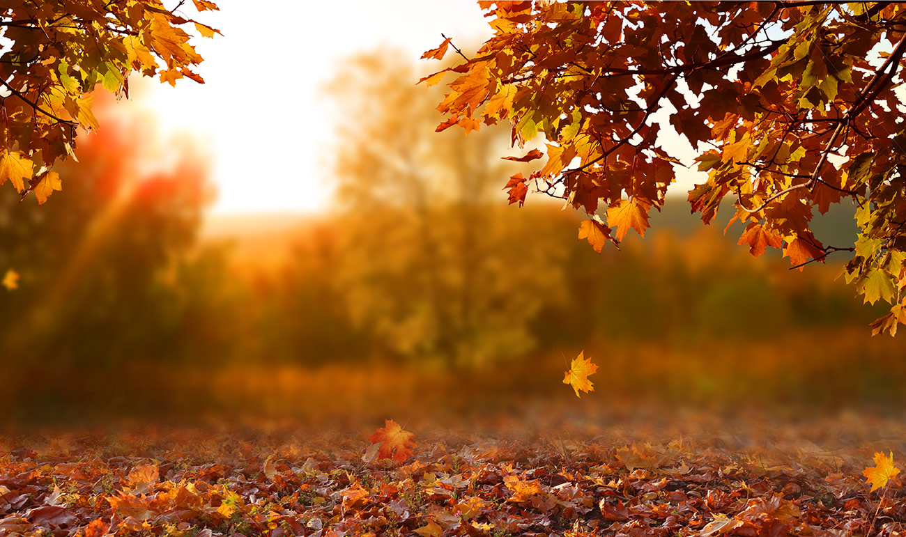 fall-leaves-leave-em-recycle-ann-arbor